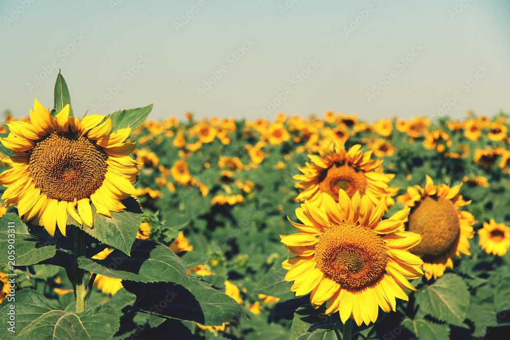 Obraz premium summer sunflowers field sky yellow green blue orange