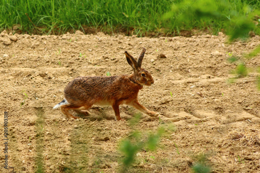 Fototapeta premium Feldhase (Lepus europaeus)