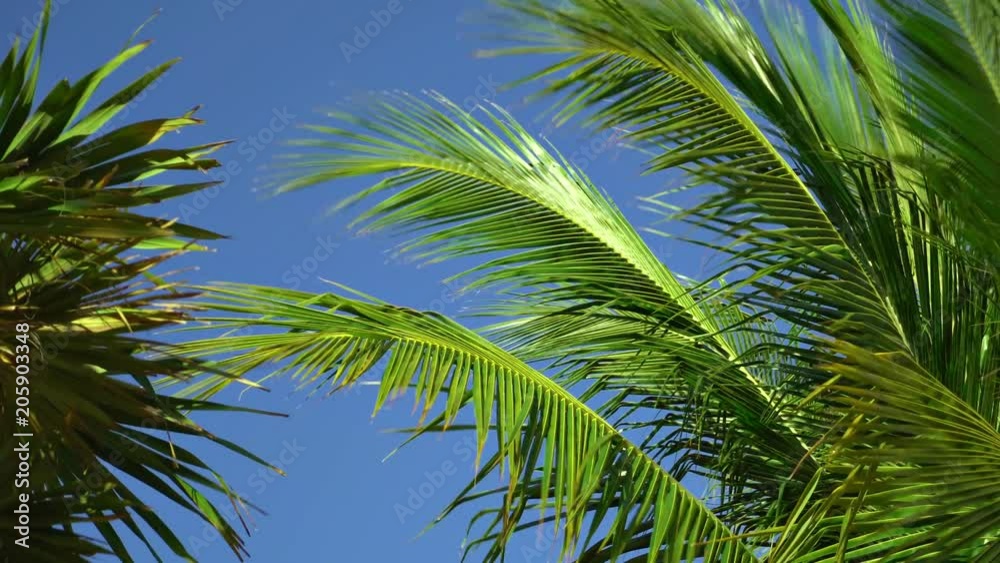 Leaves of coconut palms fluttering in the wind against blue sky. Bottom view. Bright sunny day. Riviera Maya Mexico. Leaves of coconut palms fluttering in the wind against blue sky. Bottom view. Bright sunny day. Riviera Maya Mexico.