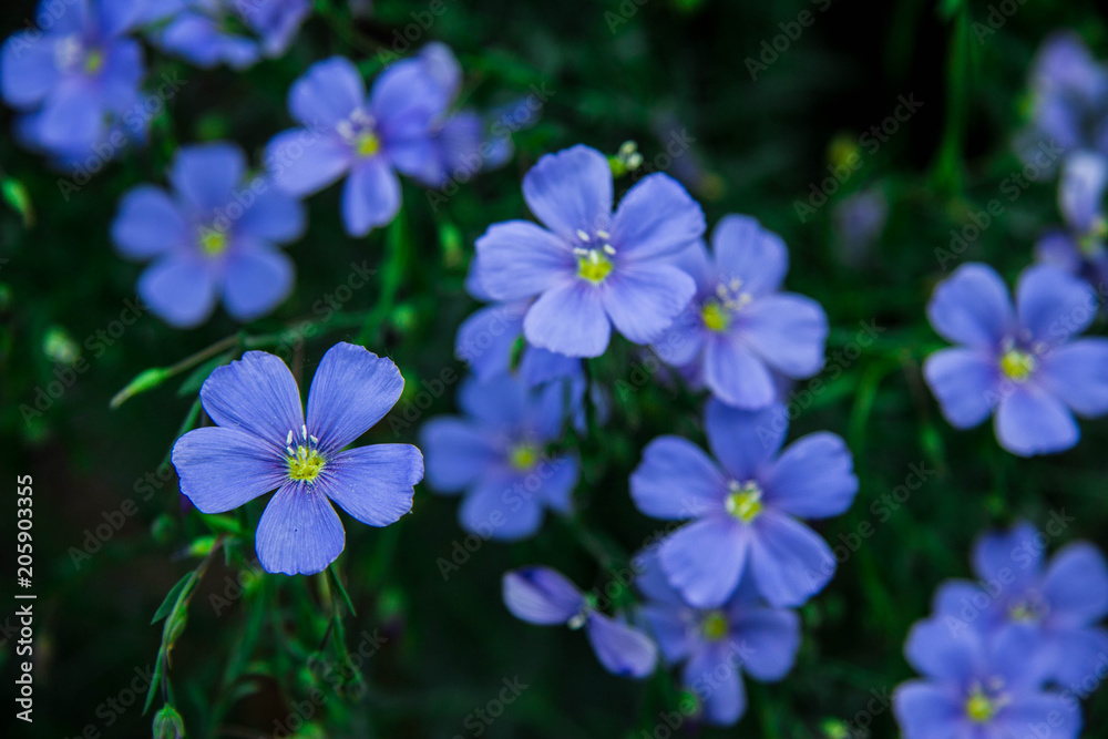 wild flowers blue flowers greens wild flowers blue flowers greens