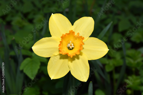 Fototapeta Naklejka Na Ścianę i Meble -  Flower Narcissus closeup