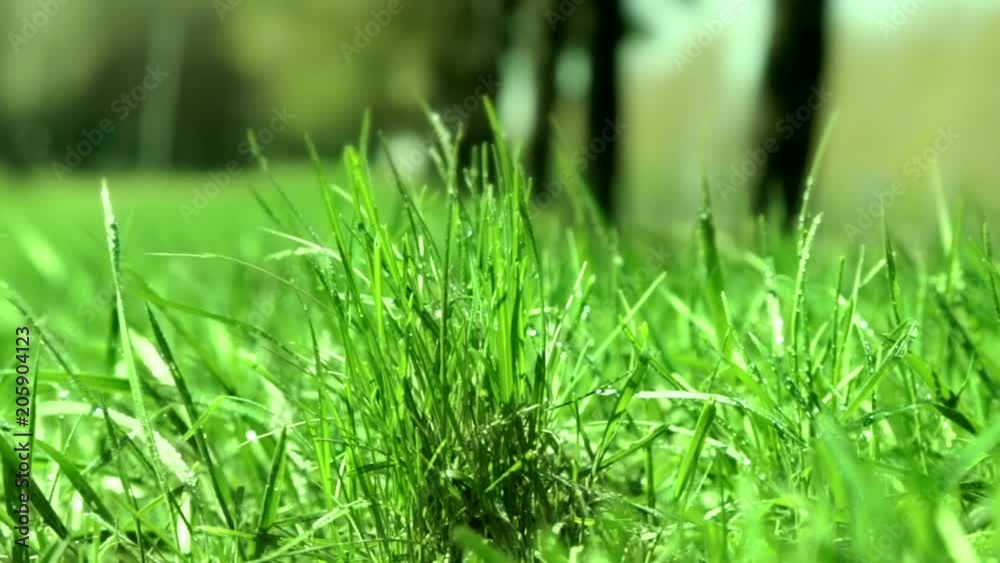 1080p video. Panorama. Back background. Bright drops on a green lush grass on a sunny day against the background of trees 1080p video. Panorama. Back background. Bright drops on a green lush grass on a sunny day against the background of trees