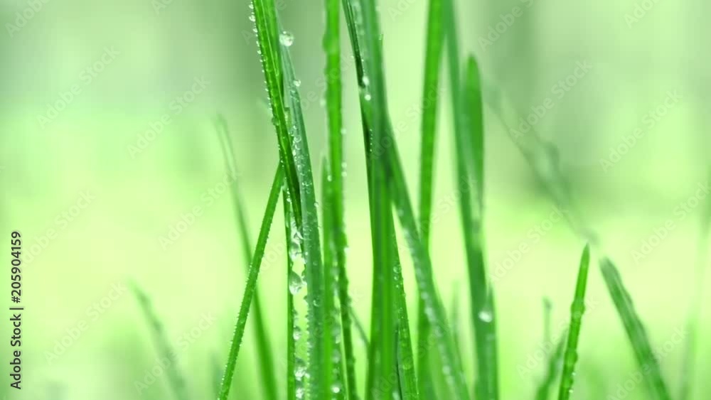 Video 1080p .Panorama. Back background. Bright drops on the green lush grass on a Sunny day Video 1080p .Panorama. Back background. Bright drops on the green lush grass on a Sunny day