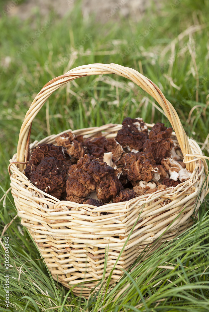 morel in the basket morel in the basket