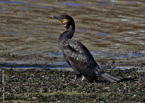 Cormorant at the Seaside in the Sunshine