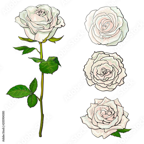 White rose blooms set with branch of summer flower and different buds in sketch style isolated on white background - collection of various hand drawn rose blossoms, vector illustration.