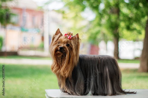 yorkshire terrier dog beautiful spring portrait