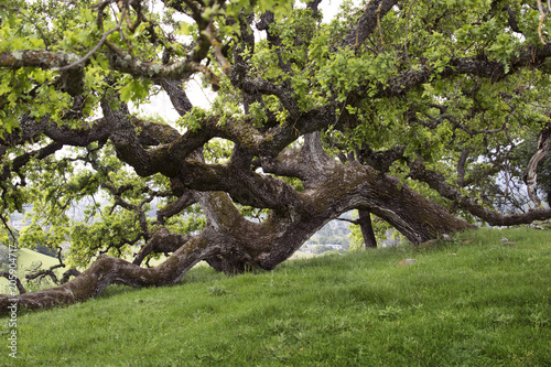 Mount Burdell Oak Tree