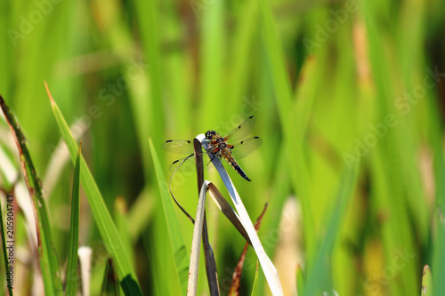 Libelle 