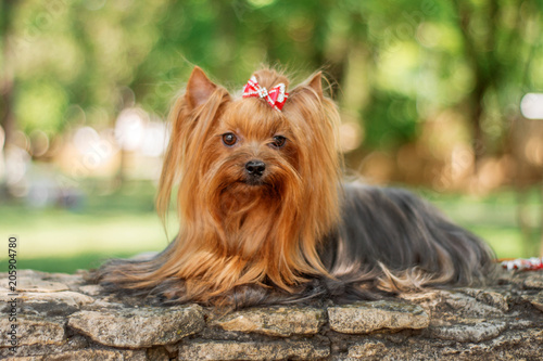 yorkshire terrier dog beautiful spring  portrait