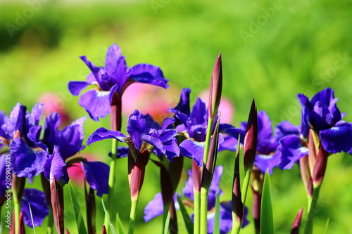 Schwertlilie  Iris 