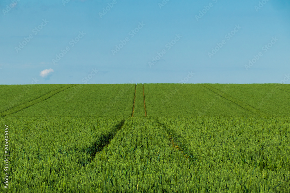 Green wheat field daytime agriculture land with tracktor traces