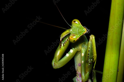 close up macro of green praying mantis