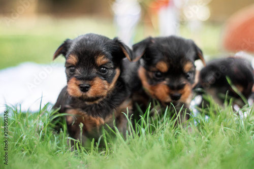 cute funny puppies yorkshire terrier