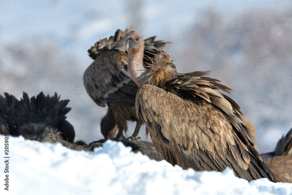 Griffon Vultures in Winter Landscape, into the Mountains Griffon Vultures in Winter Landscape, into the Mountains