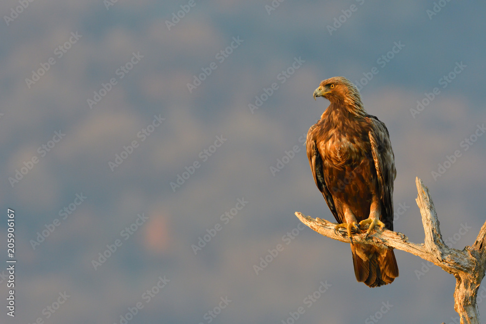 Golden Eagle on a Branch Golden Eagle on a Branch