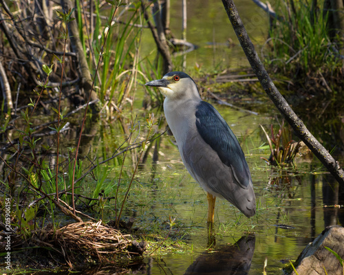 Foto Black crowned night heron