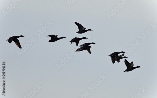 Picture with a group of ducks flying in the sky © MrWildLife