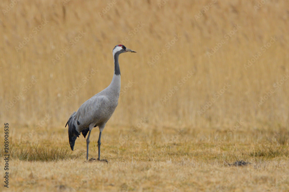 Common Crane, on the field, in autumn