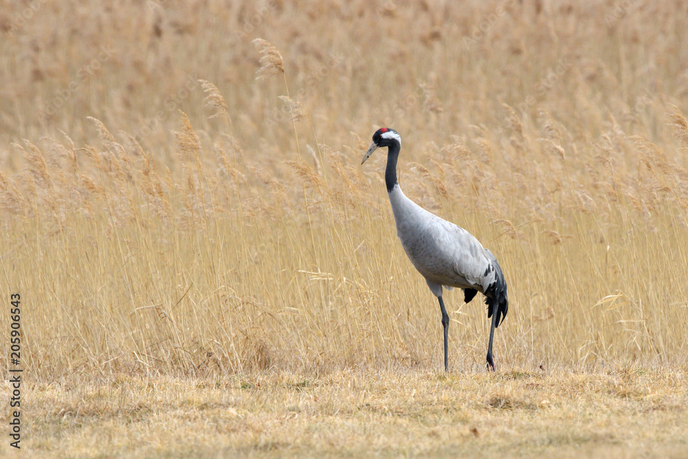 Common Crane, on the field, in autumn Common Crane, on the field, in autumn