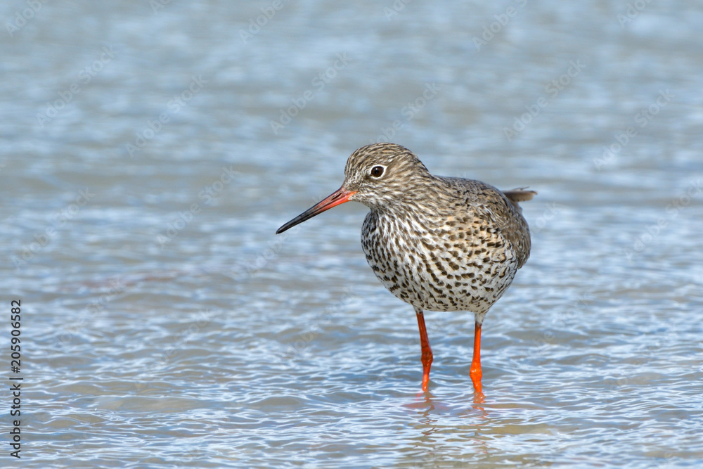 Common Redshank in shallow water Common Redshank in shallow water