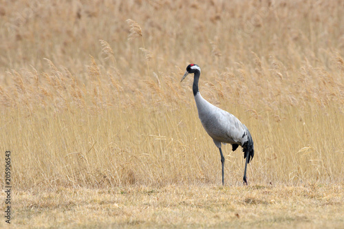 Common Crane, on the field, in autumn © Iliuta