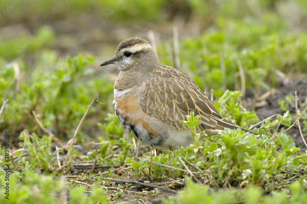 Eurasian Dotterel on green grass