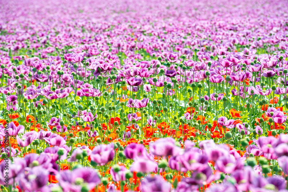 field of lila poppy blossoms - opium poppy - papaver somniferum