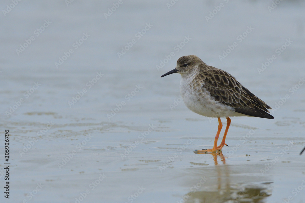 Ruff on ice Ruff on ice