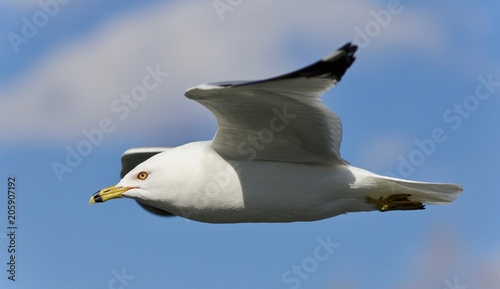 Isolated photo of a gull flying in the sky