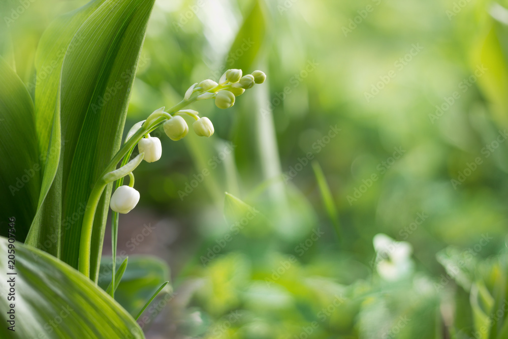 Obraz premium Beautyful nature background.Convallaria flower in the garden,green bokeh background