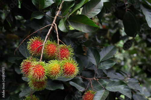 fresg rambutan photo