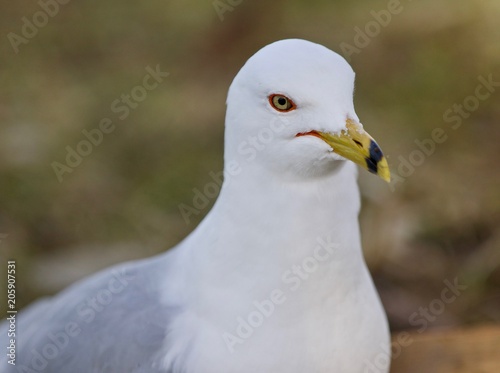 Image of a gull looking for food on a shore