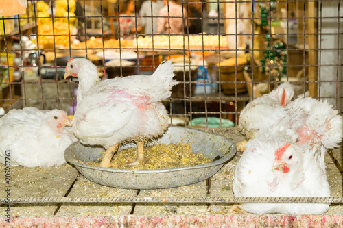 White layer hen in chicken poultry farming.Portrait of white farm bird in incubator coop photo