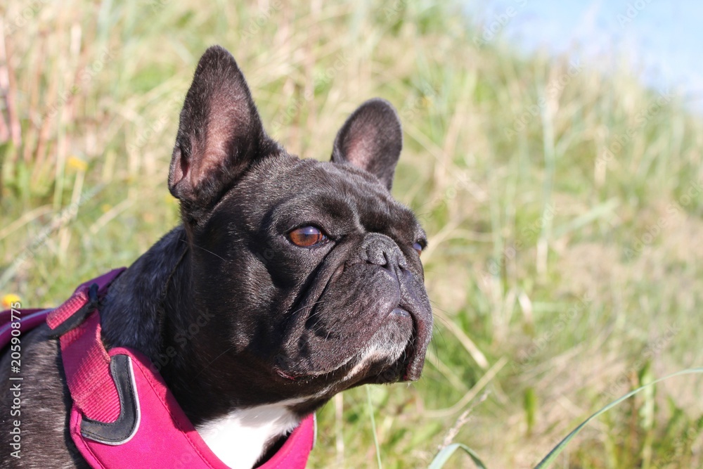French bulldog looking out