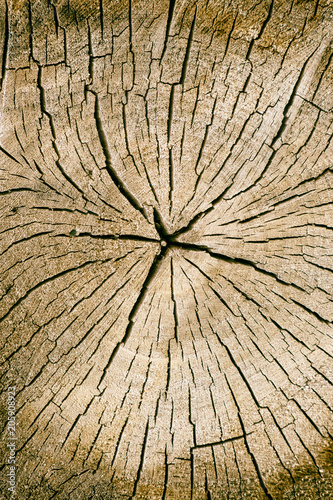 Wood texture and cracks
