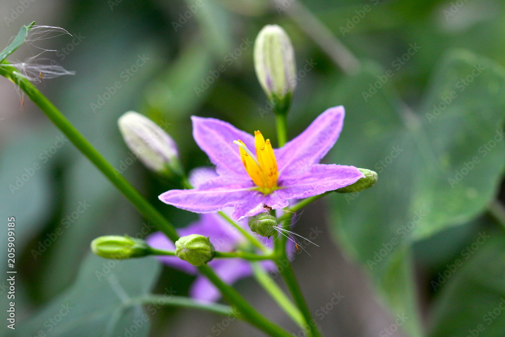 Eggplant flower Eggplant flower