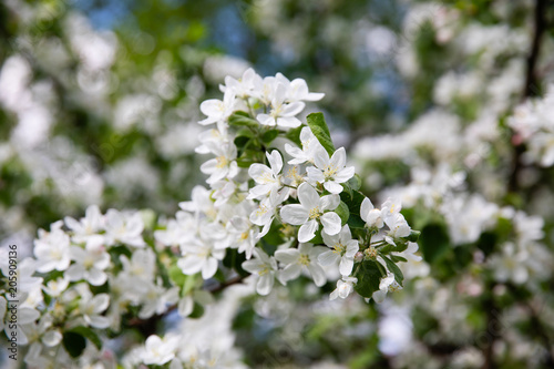 Spring blossom flowers on apple tree 