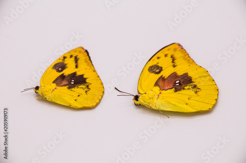 Quadro em tela Dead butterfly with texture background and isolated on White Background