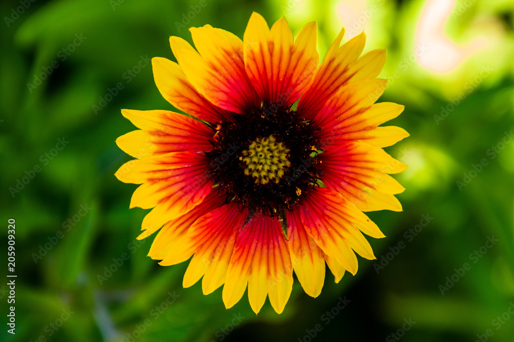Obraz premium Dual Colored Flower At A Botanical Garden In FL.