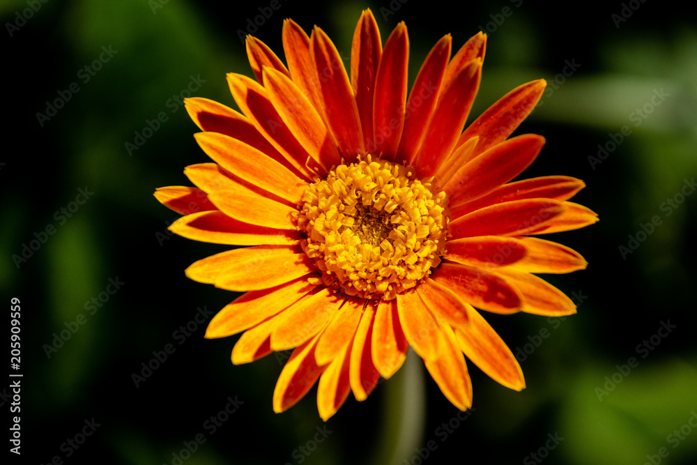 Orange Flower Taken At A Botanical Garden In FL. Orange Flower Taken At A Botanical Garden In FL.
