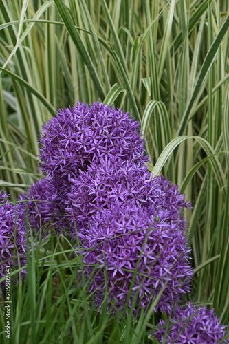 star of persia flowers in botanical garden photo