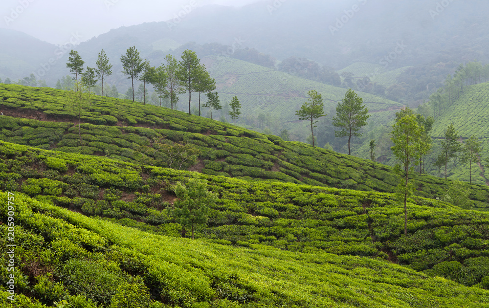 Panorama of Tea plantations in Kerala, South India