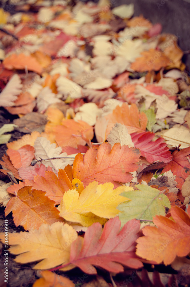 Obraz premium autumn leave