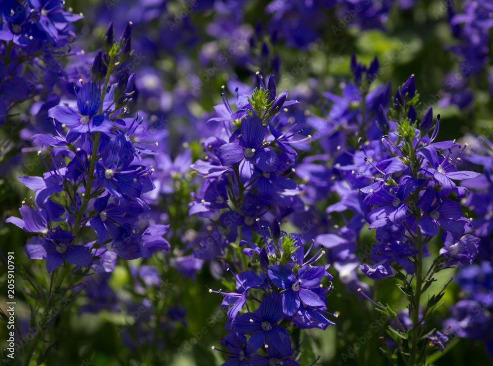 Fototapeta premium Beautiful violet colored speedwell blooms