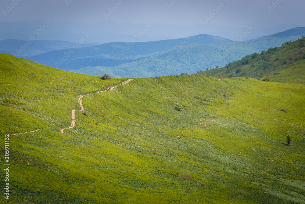 Fototapeta premium Tourist track on a slope of Wetlina Meadows, Bieszczady Mountains in Poland
