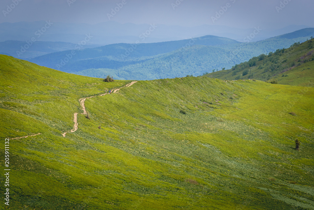Obraz premium Tourist track on a slope of Wetlina Meadows, Bieszczady Mountains in Poland