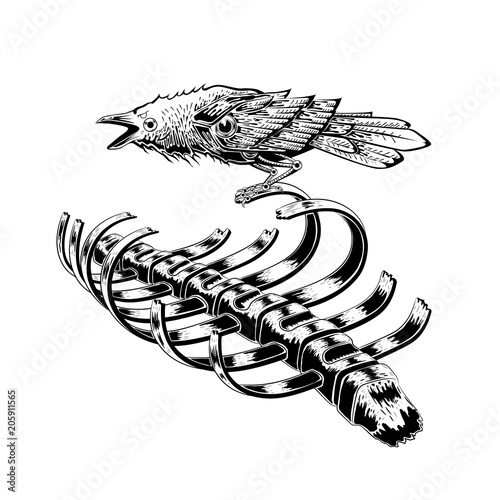 black raven bird stay on rib skeleton. crow bird. anatomy art. illustration vector. tattoo design.