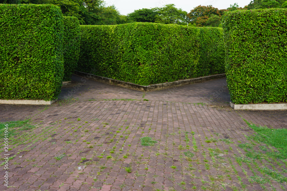 the tree garden it is very green on outdoor it very hot the tree garden it is very green on outdoor it very hot