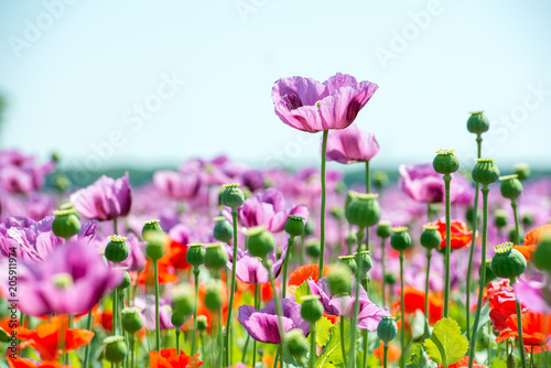 Fototapeta Naklejka Na Ścianę i Meble -  field of lila poppy blossoms blue sky - opium poppy - papaver somniferum